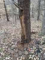 Hand saw tree2.jpg