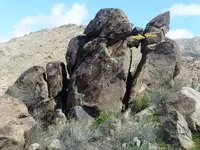 snake eating rocks peepsite.webp