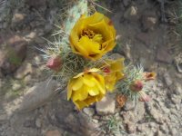 Cholla cactus.JPG