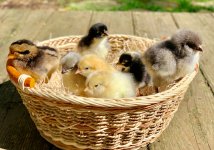 chicks-basket-main-0520.jpg