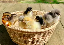 chicks-basket-main-0520.webp