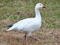 snow goose.jpg