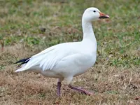 snow goose.webp