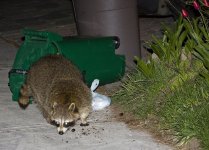 raccoon-and-green-bin.jpg