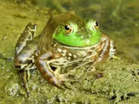 frog3-2020.JPG