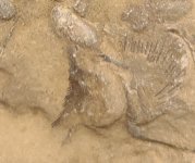 Brachiopod.jpg