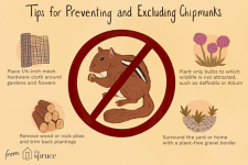 how-to-get-rid-of-chipmunks-2656308-final-0b4379d331e84c7eb494a1f732ccef36.png