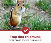 best-chipmunk-traps.jpg