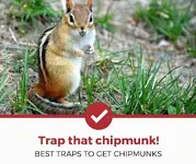 best-chipmunk-traps.webp