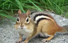 chipmunk-2192456_1920.jpg