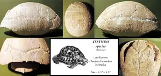 fossil tortoise 2.webp