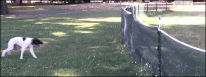 ec5d5ac0758f_4360.gif