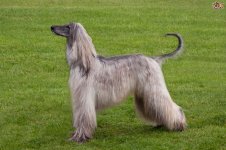 the-afghan-hound-and-cancer-5612669a7824d.jpg