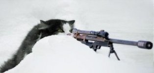 cat_sniper.jpg