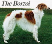 Borzoi.jpg