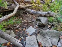 creek bed 2.webp