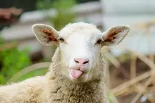 Funny-Sheep-Facts-1200x800.webp