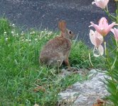 6-28-08 010Bunny.jpg