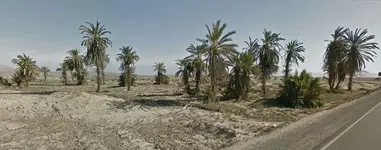 palm grove.webp