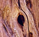 knothole-in-utah-juniper-3927193_1280.jpg