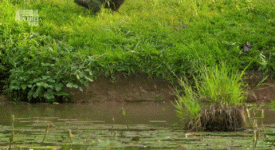 fa9250ac06b2_4360.gif