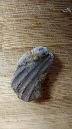 a-small-fossil-scallop.webp