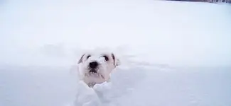 snowdoggy-crop.webp