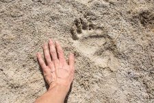 Black-Bear-Hind-Paw-Print_Bryant-Baker.jpg