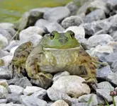 Bullfrog.webp