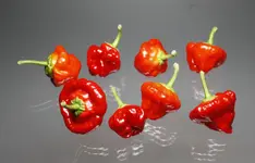 Habanero.webp