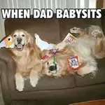 when-dad-babysits-dog-retrievers-party.webp