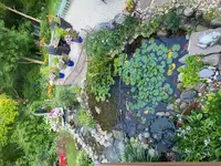 Koi_Pond.webp