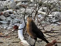 kanu grackle 2.webp