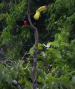 Toucan 2.webp