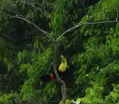 Toucan 3.webp