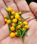 Aji-Charapita-2.webp