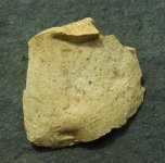 08-21 finds fossil 2.JPG