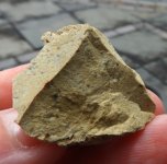 08-21 finds fossil 3.JPG