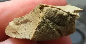 08-21 finds fossil 4.webp