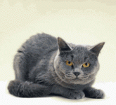 cat 1.gif