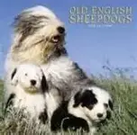 SHEEPDOG.webp