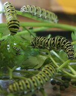 Green critter swallowtail butterfly worm.jpg