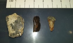 big brook fossils 2.jpg