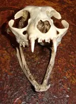 skull 002.webp