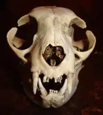 skull 003.webp