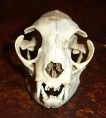 skull 004.webp