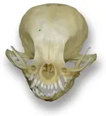 chihuahua-skull-lg.webp