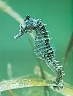 sea horse.webp