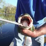 bowfin mouth.webp