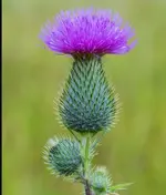 Spear thistle.webp